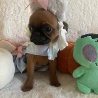 Lil Lottie, a female Brussels Griffon for sale in Lexington, VA – Photo 6 of 6