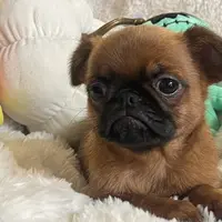 Lil Lottie, a female Brussels Griffon for sale in Lexington, VA – Photo 4 of 6