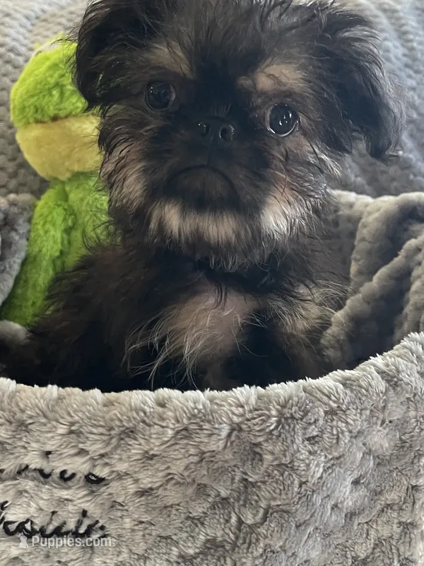 Barnaby – Brussels Griffon puppy for sale in Lexington, VA