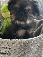 Barnaby, a male Brussels Griffon for sale in Lexington, VA – 1 of 7
