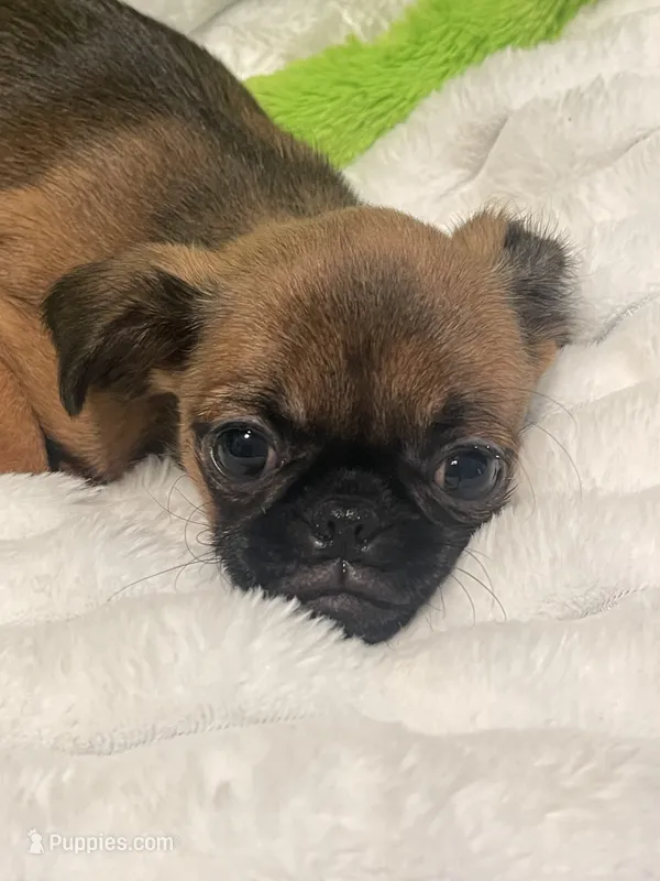Maple-please read bio – Brussels Griffon puppy for sale in Lexington, VA