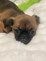 Maple-please read bio, a female Brussels Griffon for sale in Lexington, VA – 1 of 8