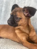 Chloe, a female Brussels Griffon for sale in Lexington, VA – 5 of 6
