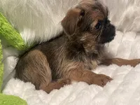 Boone-please read bio, a male Brussels Griffon for sale in Lexington, VA – 5 of 9