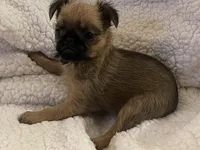 Buster *** Please read bio, a male Brussels Griffon for sale in Lexington, VA – 3 of 5