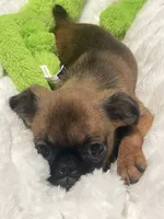 Maple-please read bio, a female Brussels Griffon for sale in Lexington, VA – 7 of 8