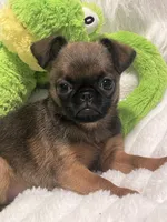 Mugsy-please read bio, a male Brussels Griffon for sale in Lexington, VA – 6 of 7