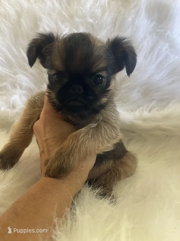 Benny *** Please read Bio – Brussels Griffon puppy for sale in Lexington, VA