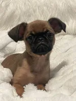 Teddy-please read bio, a male Brussels Griffon for sale in Lexington, VA – 2 of 6
