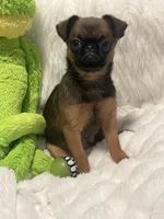 Ziggy-please read bio, a male Brussels Griffon for sale in Lexington, VA – 2 of 10