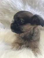 Benny *** Please read Bio, a male Brussels Griffon for sale in Lexington, VA – 2 of 7