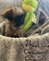 Pip, a male Brussels Griffon for sale in Lexington, VA – 9 of 10