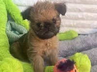 💕Bella, please read the bio, a female Brussels Griffon for sale in Lexington, VA – Photo 8 of 8