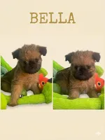 💕Bella, please read the bio, a female Brussels Griffon for sale in Lexington, VA – Photo 1 of 8