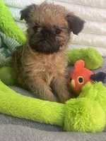 💕Bella, please read the bio, a female Brussels Griffon for sale in Lexington, VA – Photo 4 of 8