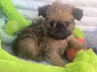 💕Bella, please read the bio, a female Brussels Griffon for sale in Lexington, VA – Photo 3 of 8