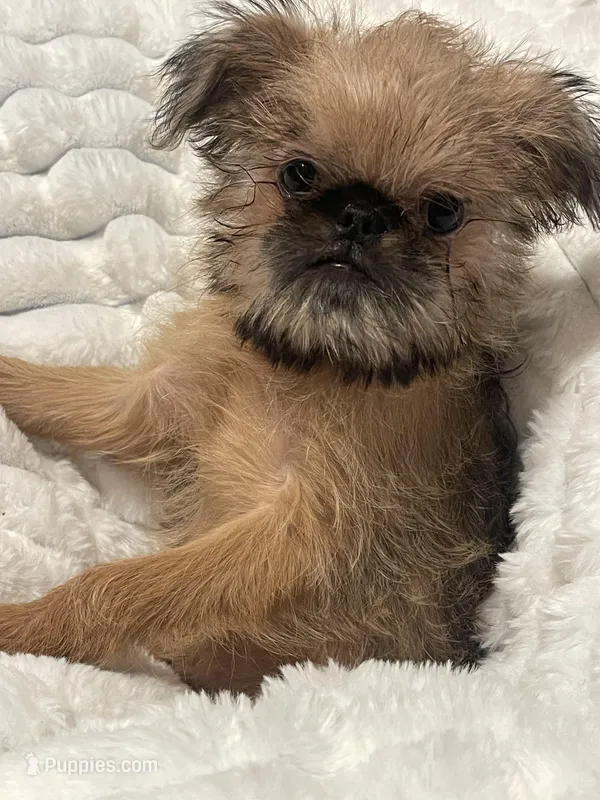 💕Bella, please read the bio – Brussels Griffon puppy for sale in Lexington, VA