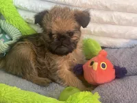 💕Bella, please read the bio, a female Brussels Griffon for sale in Lexington, VA – Photo 6 of 8
