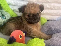 💕Bella, please read the bio, a female Brussels Griffon for sale in Lexington, VA – Photo 7 of 8