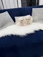 You name, a male Maltese for sale in Naples, FL – 2 of 4