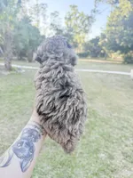 You name, a male Poodle - Toy  for sale in Naples, FL – Photo 5 of 5