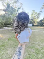 You name, a male Poodle - Toy  for sale in Naples, FL – Photo 2 of 5