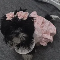 You name, a female Shih Tzu for sale in Naples, FL – Photo 1 of 10