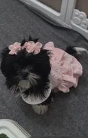 You name, a female Shih Tzu for sale in Naples, FL – Photo 1 of 10