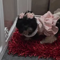 You name, a female Shih Tzu for sale in Naples, FL – Photo 2 of 10