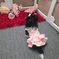 You name, a female Shih Tzu for sale in Naples, FL – Photo 9 of 10