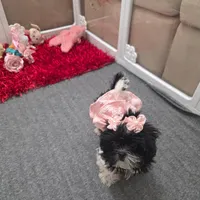 You name, a female Shih Tzu for sale in Naples, FL – Photo 5 of 10