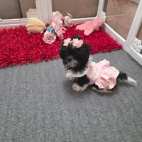 You name, a female Shih Tzu for sale in Naples, FL – Photo 10 of 10