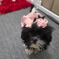 You name, a female Shih Tzu for sale in Naples, FL – Photo 3 of 10