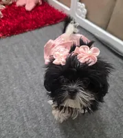 You name, a female Shih Tzu for sale in Naples, FL – Photo 3 of 10