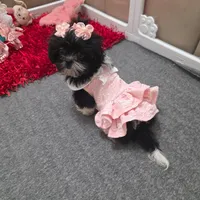 You name, a female Shih Tzu for sale in Naples, FL – Photo 6 of 10