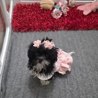 You name, a female Shih Tzu for sale in Naples, FL – Photo 8 of 10