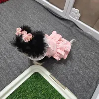 You name, a female Shih Tzu for sale in Naples, FL – Photo 7 of 10