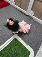 You name, a female Shih Tzu for sale in Naples, FL – Photo 7 of 10