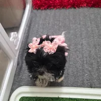 You name, a female Shih Tzu for sale in Naples, FL – Photo 4 of 10