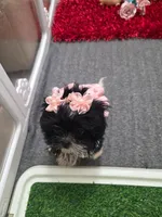 You name, a female Shih Tzu for sale in Naples, FL – Photo 4 of 10