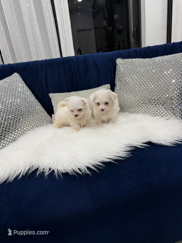 You name – Maltese puppy for sale in Naples, FL