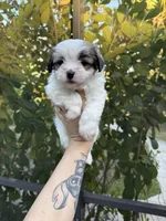 You name, a female Malchi for sale in Naples, FL – Photo 6 of 7