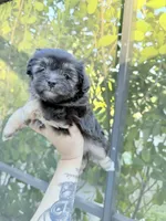 You name, a female Malchi for sale in Naples, FL – Photo 1 of 7