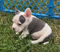 Monte Jr., a male American Bulldog and French Bulldog for sale in Garretson, SD – 5 of 7