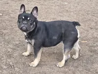 Riley, a female French Bulldog for sale in Garretson, SD – 1 of 8