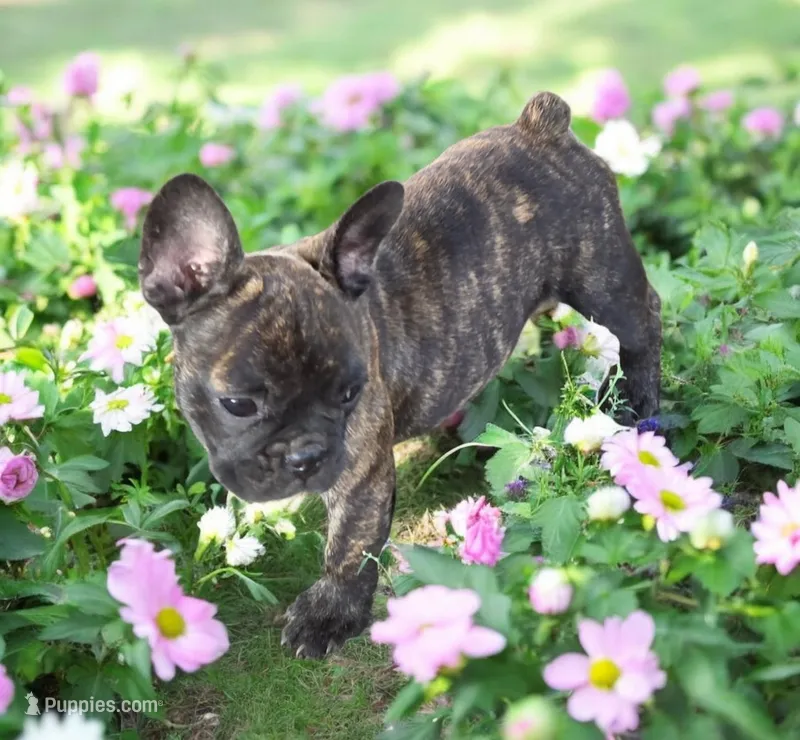 Eden – French Bulldog puppy for sale in Garretson, SD