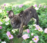 Eden, a female French Bulldog for sale in Garretson, SD – 1 of 5