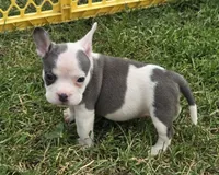 Monte Jr., a male American Bulldog and French Bulldog for sale in Garretson, SD – 6 of 7