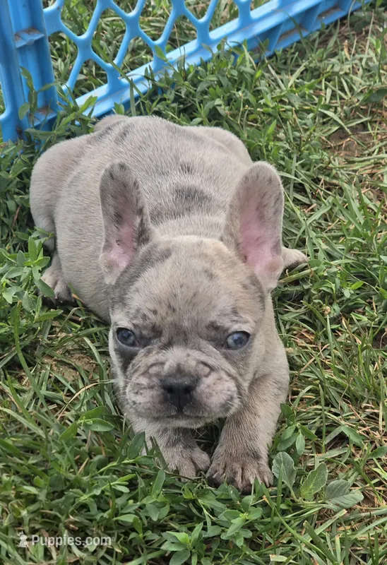 Elmo – French Bulldog puppy for sale in Garretson, SD