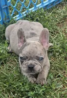 Elmo, a male French Bulldog for sale in Garretson, SD – 1 of 4